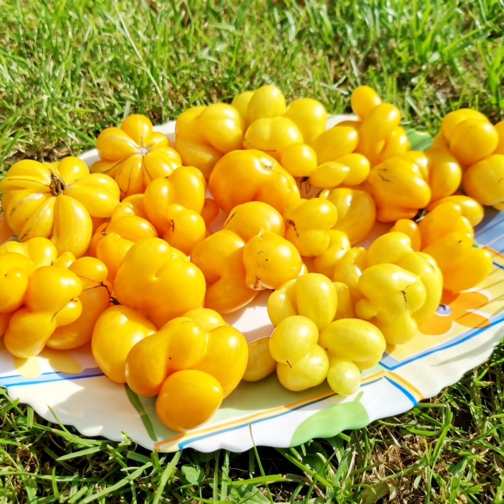 Помидоры - Первый Фила - Phil's One Tomato