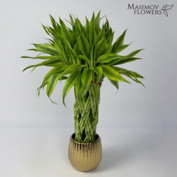 Композиция бамбук счастья "Анатолий"