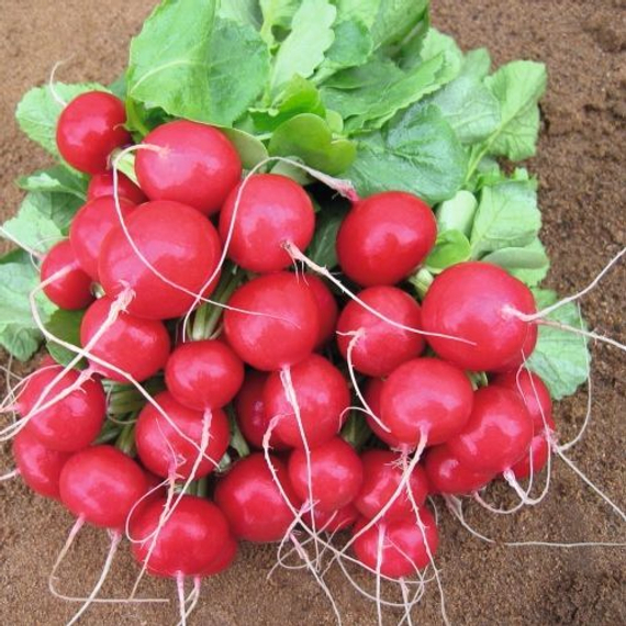 Ребел семена редиса (Bejo / ALEXAGRO) культура