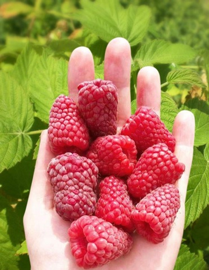 Малина ремонтантная Джоан Джи