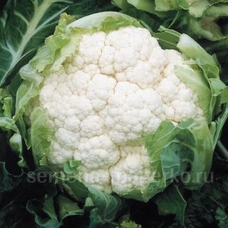 Капуста цветная Америго F1 2500 (семян)
