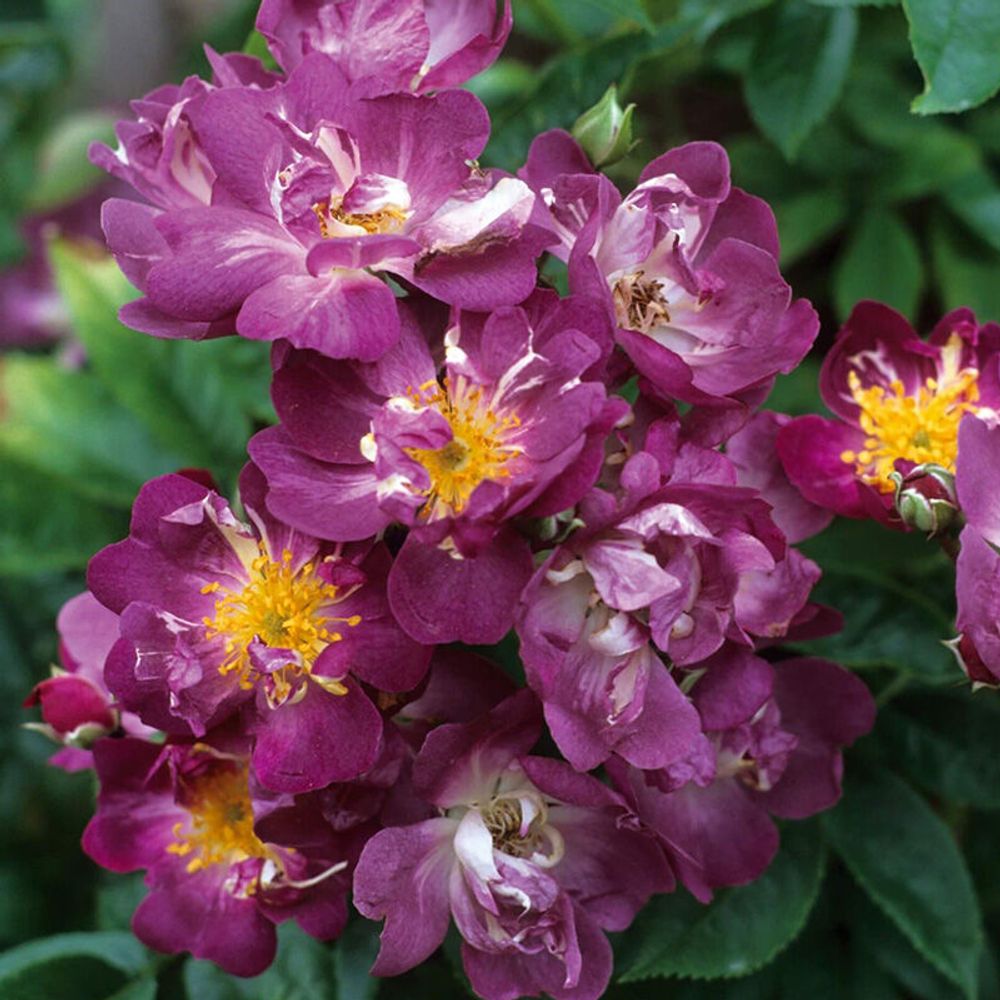 Вейльхенблау (Veilchenblau)