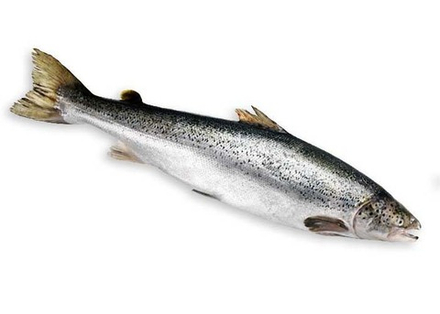 Голец свежемороженый, штучно