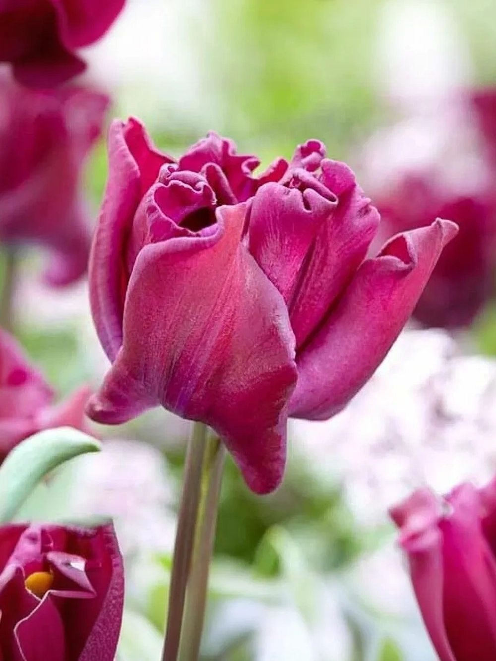 Тюльпан Экзотический Краун оф Негрита