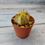 Euphorbia meloformis f. Variegated (Эуфорбия вариегатная)