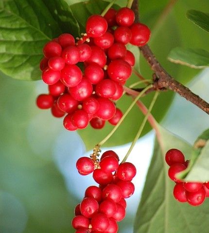 Лимонник китайкий Синензис