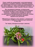 Алиссум Розовый ручей вегетативный лобулярия