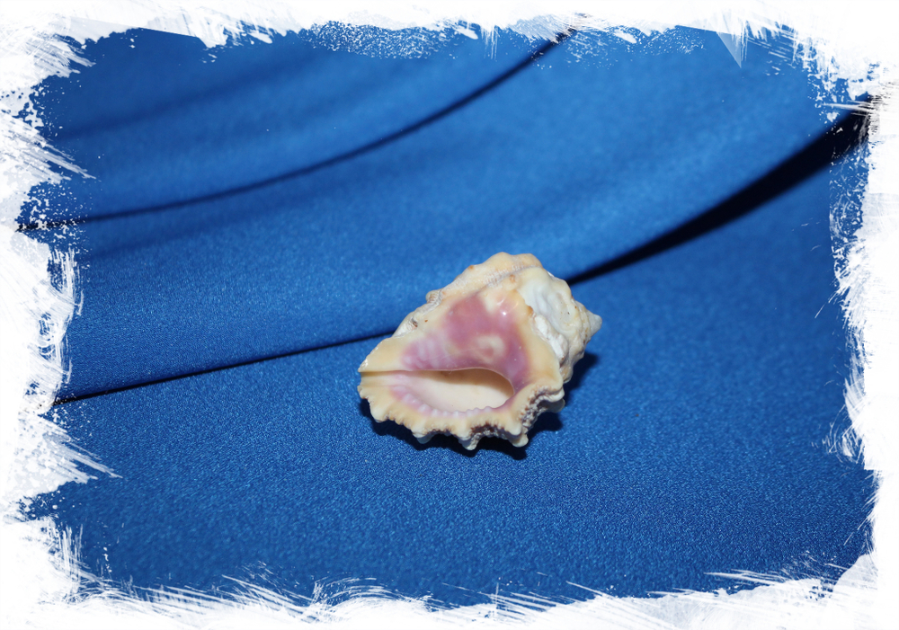 Ракушка Drupa rubusidaeus, Клубничная друпа