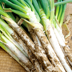 Зеленый Японский Лук Фукая - 深谷ねぎ