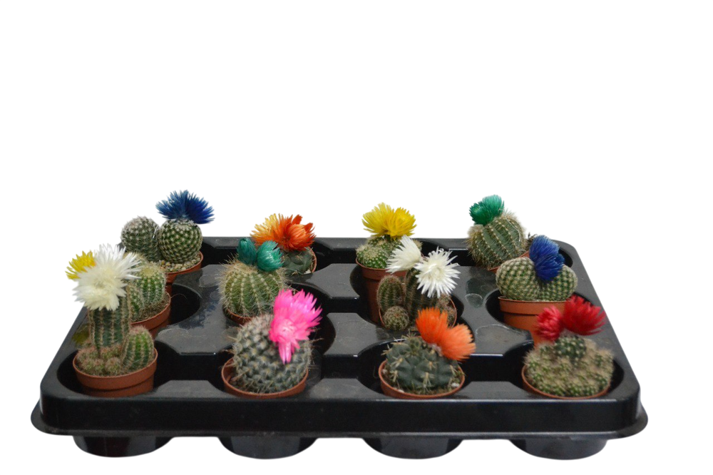 Кактус диско микс д. 5,5