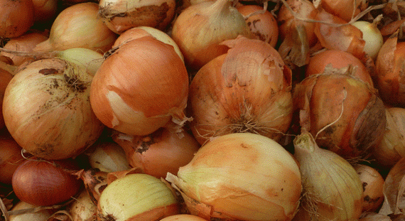 КЭНДИ F1 семена лука репчатого (Seminis | Alexagro)