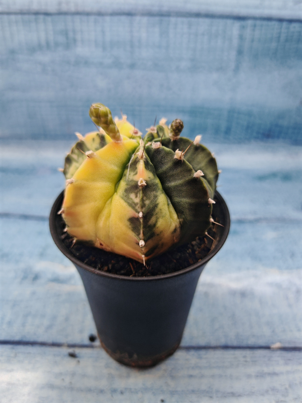 Gymnocalycium Variegata (Гимнокалициум Вариегатный)