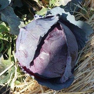 Капуста Ред Джевел F1 100 (семян)