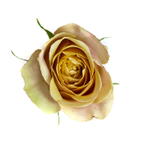 Голден Мустард (Golden Mustard) — интерьерный садовый сорт