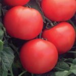 Дебют F1 семена томата детерминантного (Seminis / Семинис)