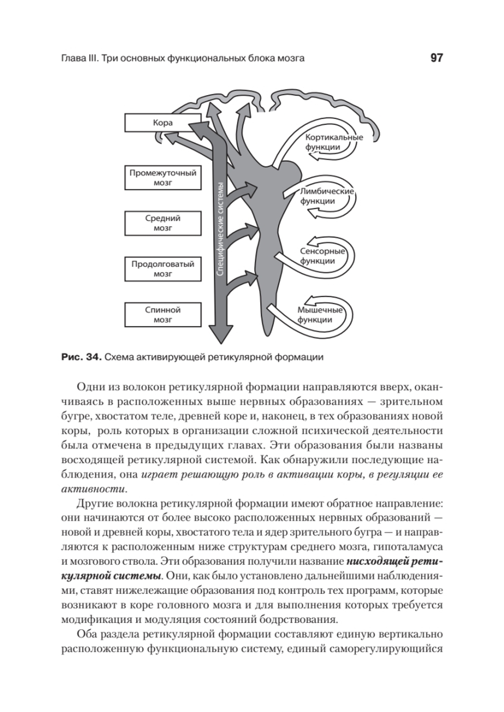 Основы нейропсихологии