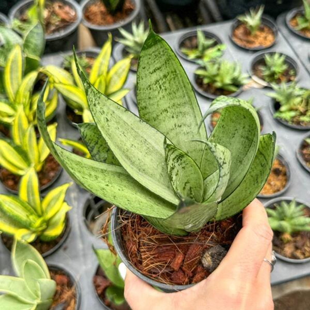 Сансевиерия NIGHT OWL