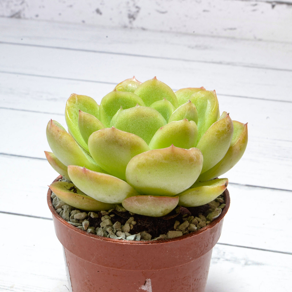 Echeveria Gilva Red (Эхеверия)