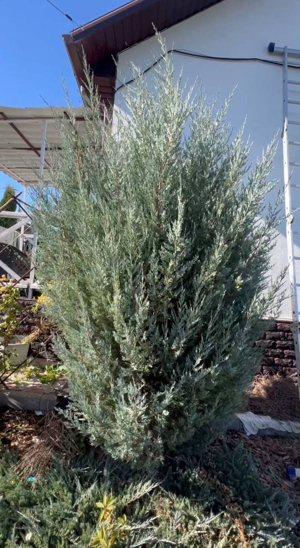 Можжевельник скальный Мунглоу 60-80 см Закупка М49 весна 2026