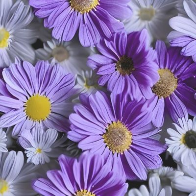 Flowers Pattern #50 Daisies