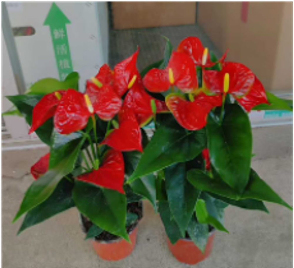 Антуриум Red Spots д.12