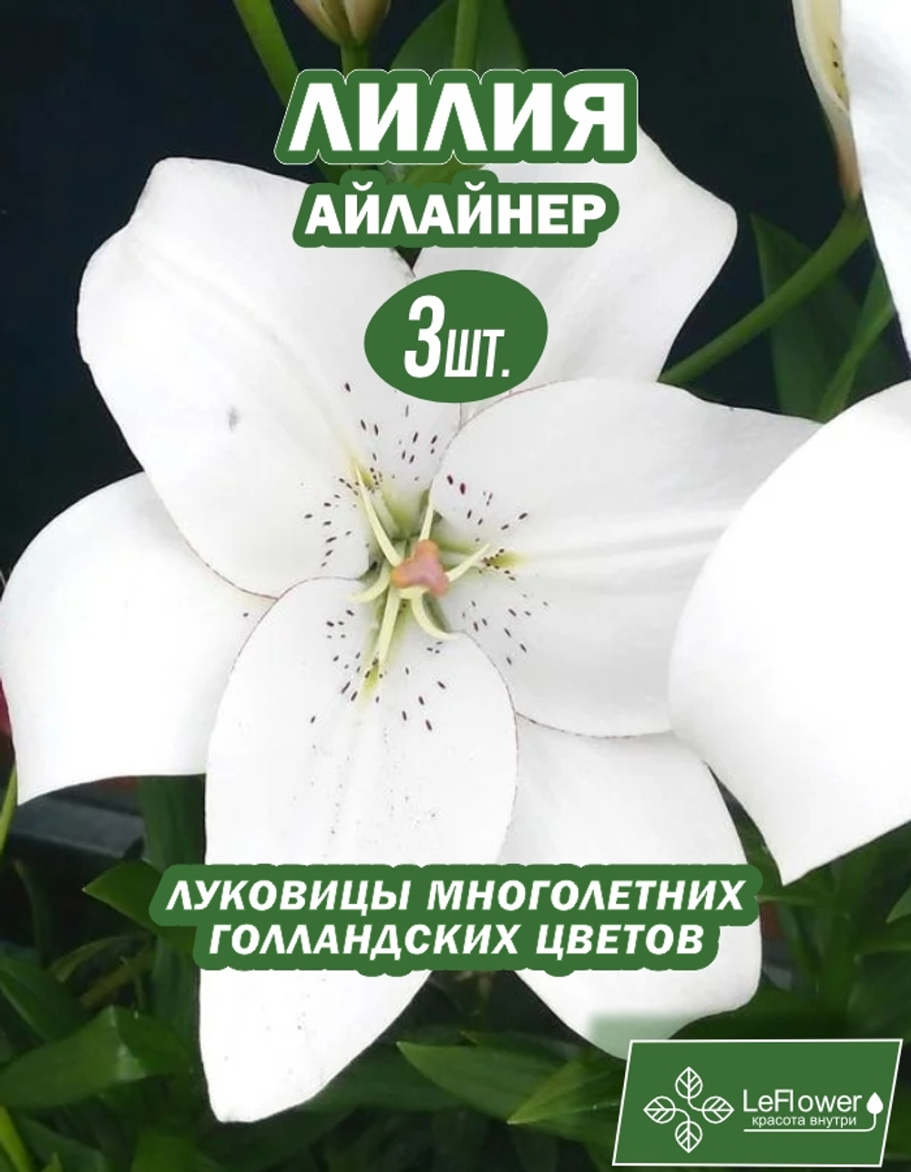Лилия Луковица, Айлайнер, 3 шт