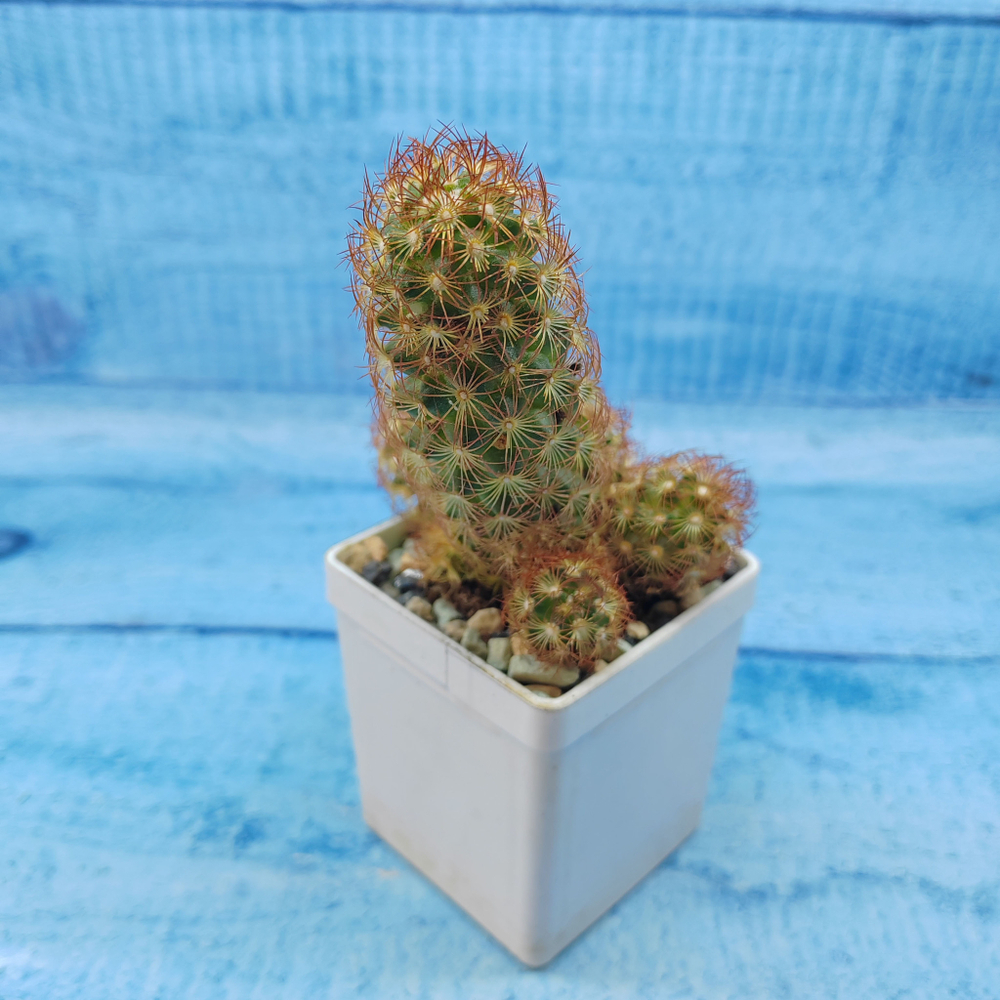 Mammillaria Elongata rubra (Маммилярия)