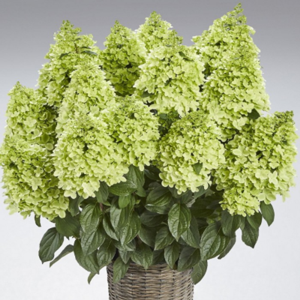 Пантеон «Pantheon» С3