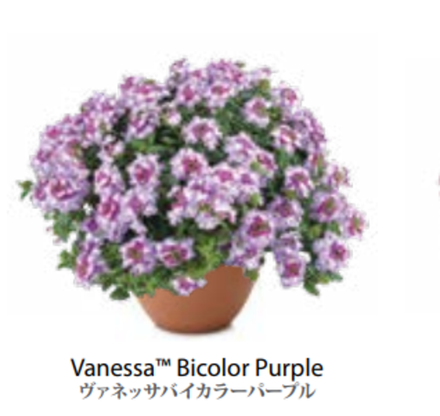 ЕВРО Вербена Verbena Vanessa Bicolor Purple укор черенок декабрь