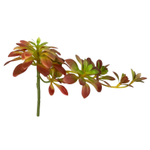 Суккулент красный ветка 6 шт.