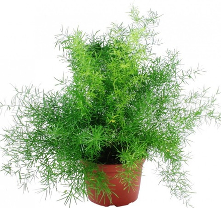 Аспарагус Шпренглера