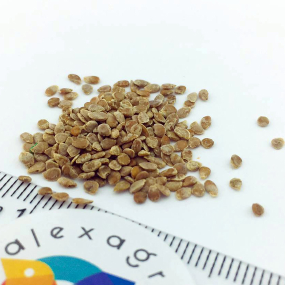 ФРИСКО F1 семена томата (Clause | Alexagro) купить – фото 5