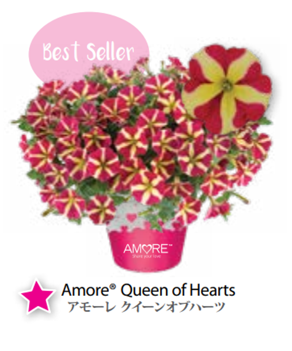 ЕВРО Petunia Amore Queen of Hearts укорененный черенок ноябрь