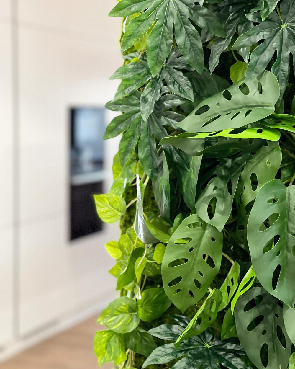 Фатсия куст 45 СМ