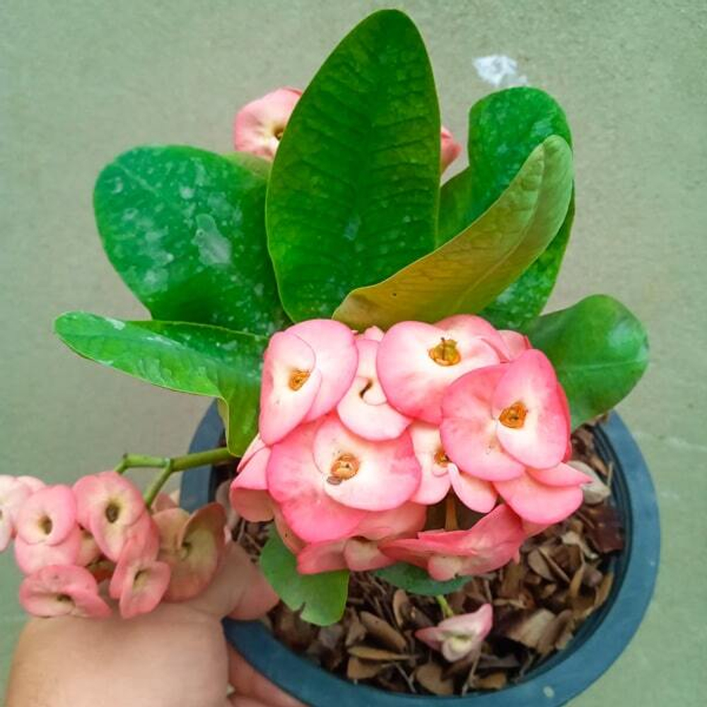 Эуфорбия Миля TEB NAREE