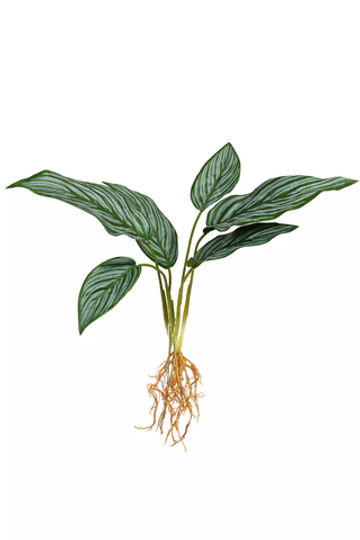 Калатея бахема куст из 6 листьев с корнями