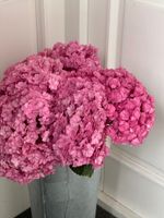 Гортензия в ярко-розовом оттенке