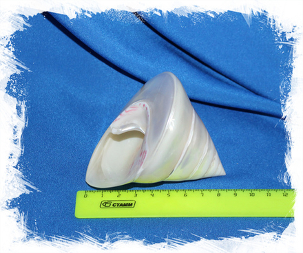 Ракушка Трока Мейл, 9-11см, 1шт