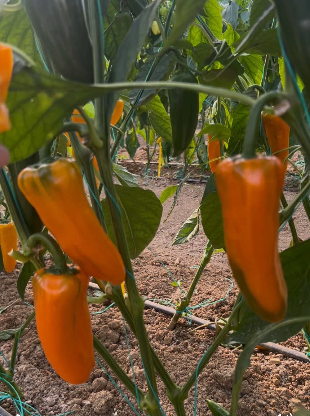 Перец капия 23-41 F1 насыщенно-оранжевый 5шт.