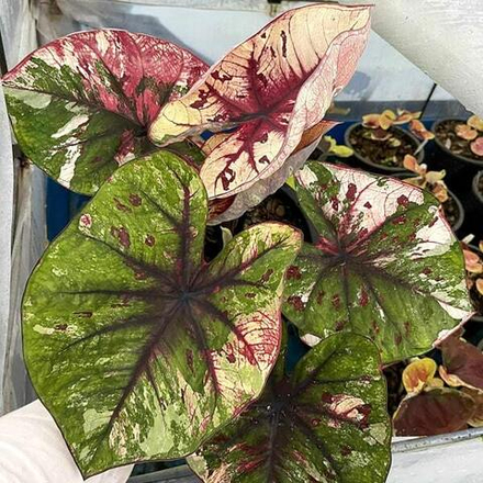 Каладиум JULIETTE