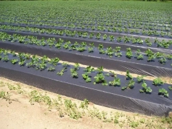 Пленка техническая полиэтиленовая 150 мкм 3х10м строительная / Рукав ПВД / 2,1кг