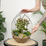 Готовый флорариум с суккулентами бонсай Цефей с озером