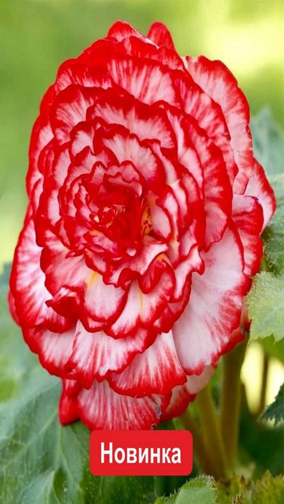 Бeгoния клубневая "ЖМ. Mapмopaтa" 1шт, Нидерланды.