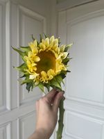 Подсолнух сливочный