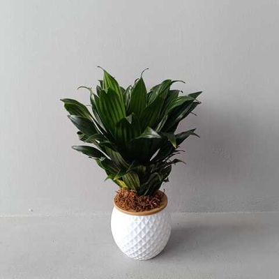 Драцена фрагранс Компакта на гидропонике