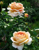 Роза чайно-гибридная Карамель Антик С4