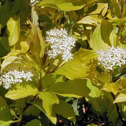 Дёрен белый "Aurea"