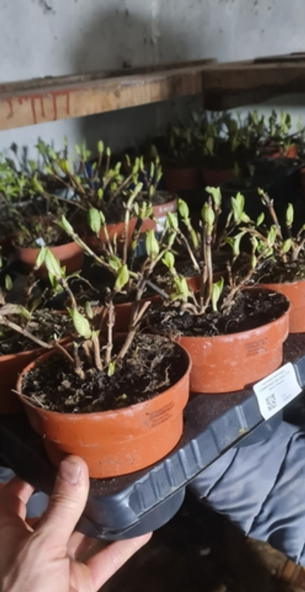 FORMIDABLE Star Gazer (Формидабл Стар Гейзер) (белый)