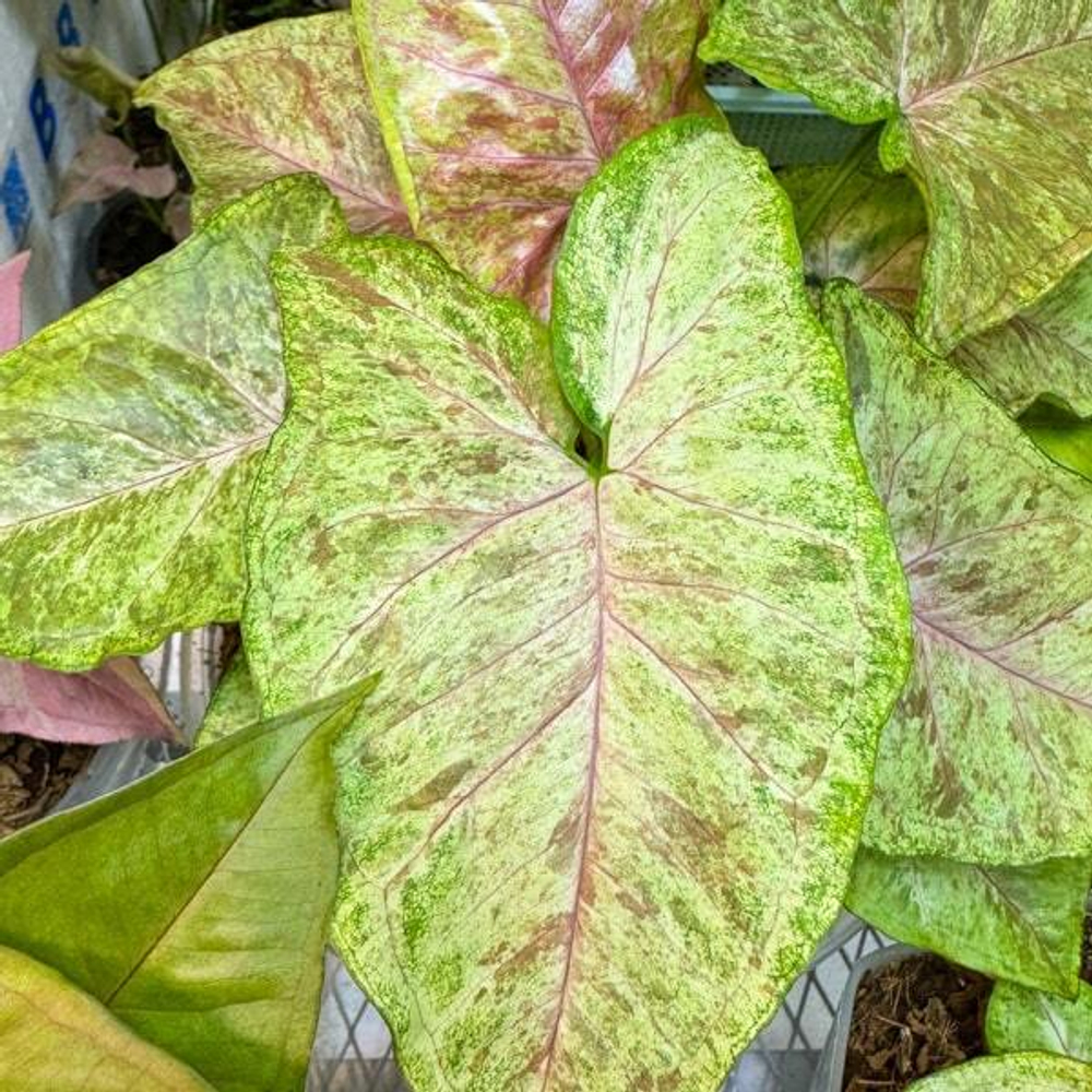 Сингониум GREEN ROOIBOS