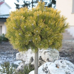 Сосна горная Винтер Голд С10 Ра80